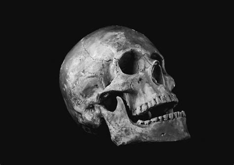 Free Images : black and white, darkness, skull, bone, snout, skeleton