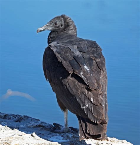 Pictures And Information On Black Vulture