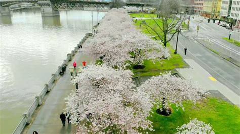 Portland Cherry Blossoms 2018 4k Cherry Blossom Blossom The Good