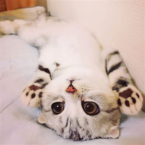 Download the perfect cute kitten pictures. 24 Pictures Of The Cutest Kittens Ever | Top13