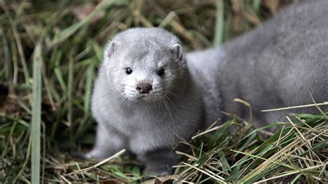 In teilen südafrikas herrscht eine. Coronavirus: Millions of mink to be culled after passing ...