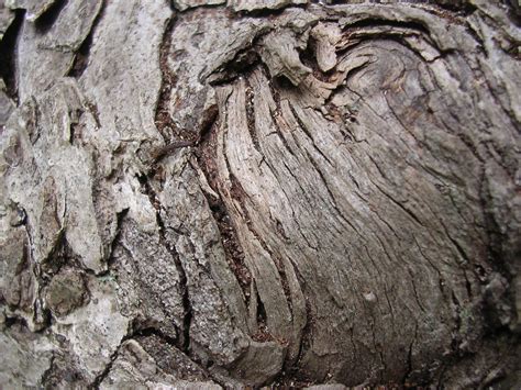 Close Up Of Tree Bark Free Photo Download Freeimages