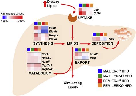Hepatic Era Confers On Liver A Sex Specific Strategy To Cope With The Download Scientific