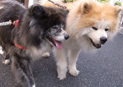 223,375 likes · 10,379 talking about this. ムクムク秋田犬のblog:隠れ長毛種