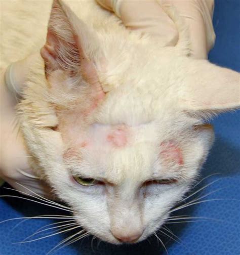 Curaseb antifungal & antibacterial chlorhexidine shampoo is designed to treat conditions such as ringworm. Cat Ringworm