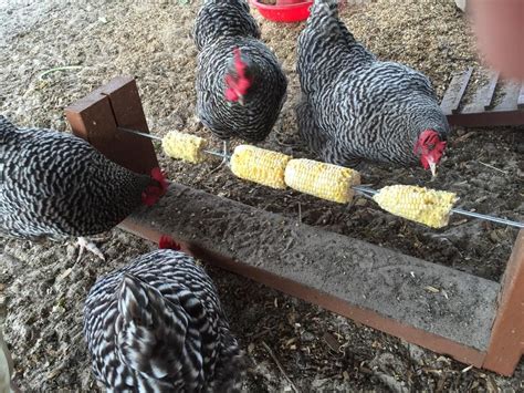 Homemade chicken & cranberry cat treats from all roads lead to the kitchen. Chicken treat feeder DIY | Coops | Pinterest | Chicken ...