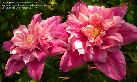 Clematis floret pink flushed flower striped white. PlantFiles Pictures: Clematis, Early Large-flowered ...