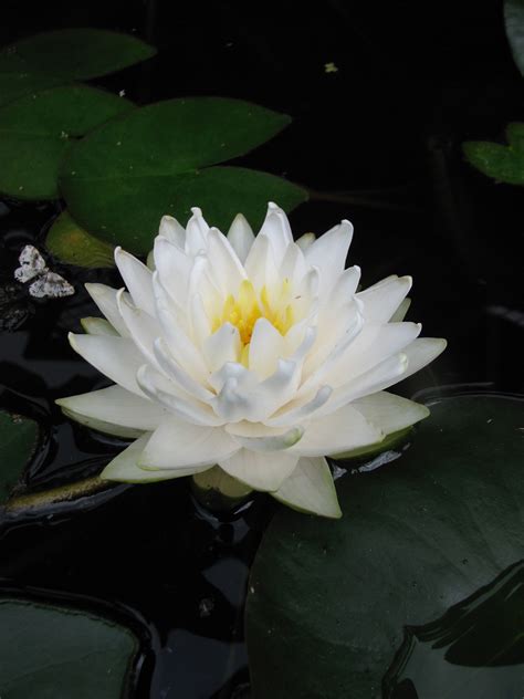 Nymphaea ‘gonnere Medium Water Lily Catskill Native