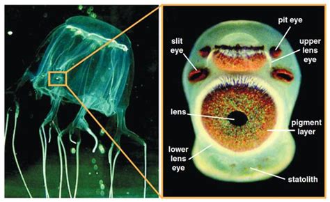How Many Eyes Do Box Jellyfish Have How Many Eyes Does A Box