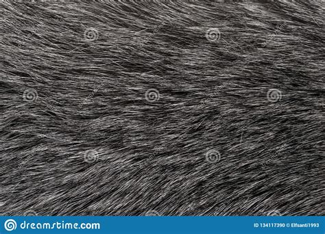 Black And White Animal Wool Texture Background Grey Natural Wool