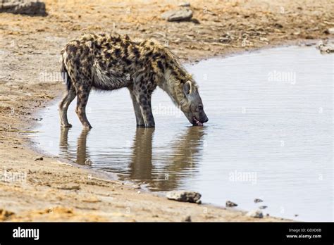Hyena Hole High Resolution Stock Photography And Images Alamy
