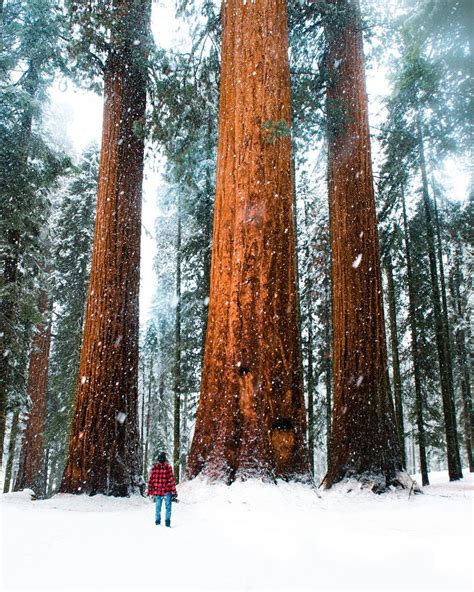 Snowfall In Sequoia National Park California Rmostbeautiful