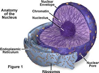 Function of nucleus in animal cell are: ChaiYahong's Biology Assignments