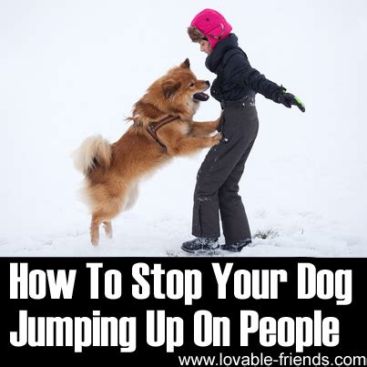 Lovable Dogs How To Stop Your Dog Jumping Up On People (Video Tutorial