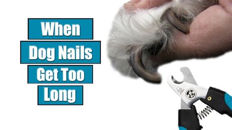 How to cut dogs nails safely. Cutting Overgrown Dog Nails - Bios Pics