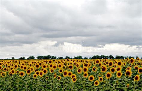 Lots Of Sunflowers On The Field Under Stormy Sky Stock Image Image Of