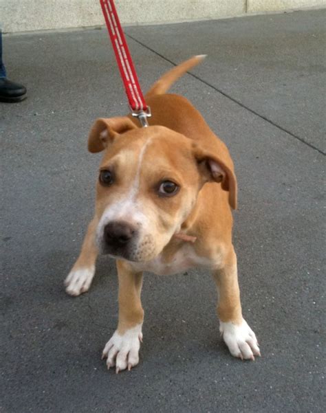 Dog Of The Day Widget The Pit Bull Mix Puppy The Dogs Of San