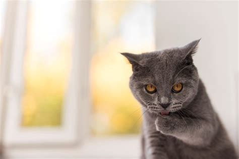 Disebabkan kucing, bau di dalam rumah tidak enak. Elak Rumah Jadi Tandas Kucing. Ini Caranya - Daily Rakyat