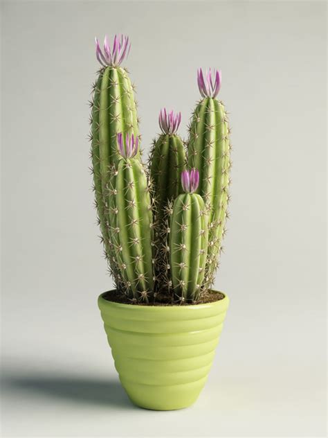 3 color n model variations, lod model included. flowering cactus pot max
