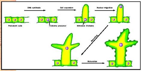Facts about plant cell differentiation. Plants : Differentiation And Its Development Process