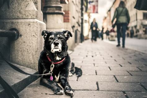 Er Wartete Sieben Jahre Hund Erhielt Bronzedenkmal Für Treue Neueste