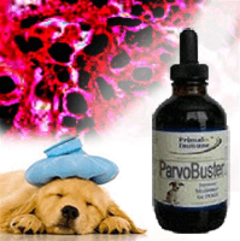 Parvo In Dogs And The Guide To Alternative Treatment Critical Information