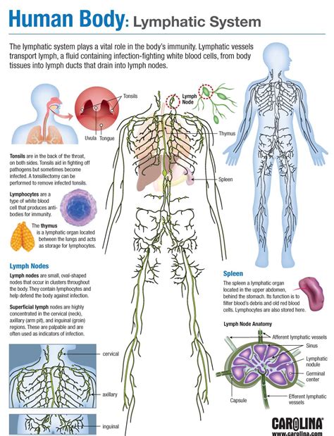 Human Body Lymphatic System Carolina Com
