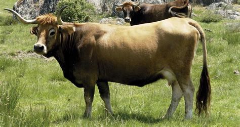 Carne De Vaca Española Razas Gastroactitud Pasión Por La Comida