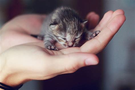 This cute kitty with big, bright eyes. Super Cute Baby Animals in Human Hands | One Big Photo