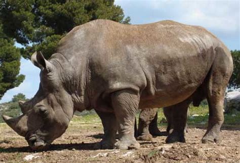 Kpk (indonesian corruption fight agency) investigates `bank fee' for east java officials. Javan Rhinoceros | Animal Wildlife
