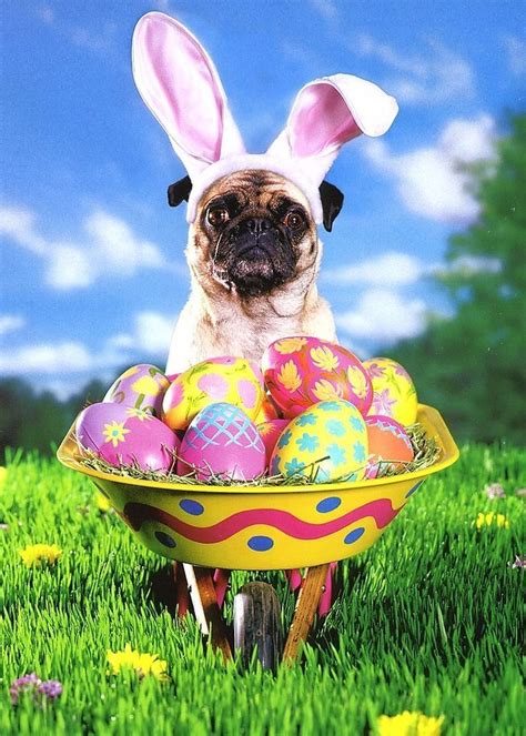Pug With Easter Wheelbarrow Funny Easter Card Greeting Card By Avanti