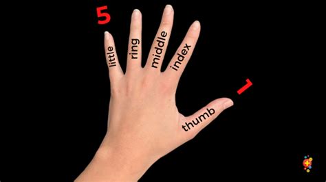 Finger Injuries Basics And Bones Dont Forget The Bubbles