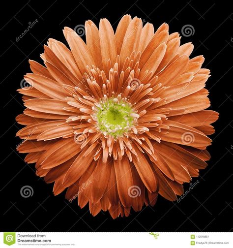 Orange Gerbera Flower On The Black Isolated Background With Clipping