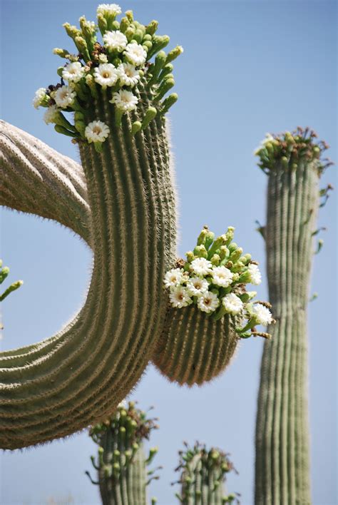 Saguaros In Bloomaz Succulent Gardening Cacti And