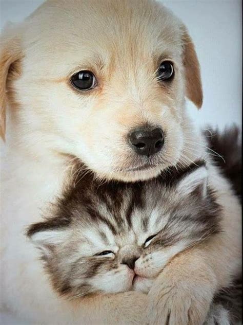 Baby Cats And Dogs Pictures Idalias Salon