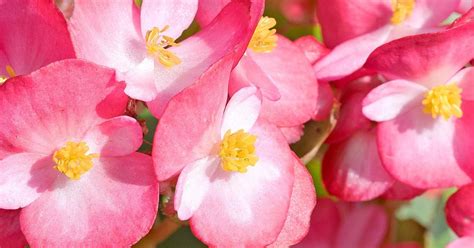 Foliage pale yellowish green if grown in full sun. Hardy Annual Flower Seeds | Love The Garden