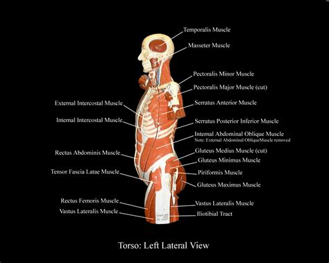 Human muscle system, the muscles of the human body that work the skeletal system, that are under voluntary control, and that are concerned with movement, posture, and balance. Muscles Of Torso Labeled / Labeling Torso Muscles Diagram ...