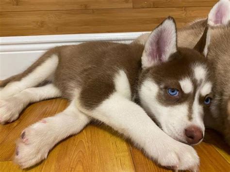 Buy and sell on gumtree australia today! 3 Adorable Husky puppies for sale in Hialeah, Florida - Puppies for Sale Near Me