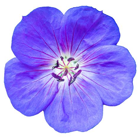 Violet Flower PNG Transparent Images | PNG All