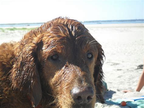Looking for your very own private pool!! dog friendly cape cod beaches, hotels, restaurants ...