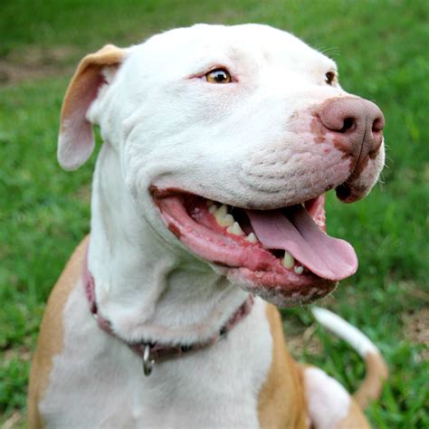 Animal shelter volunteers of texas (79 pets). Austin Pets Alive! | Helping People Help Pets | Pets ...
