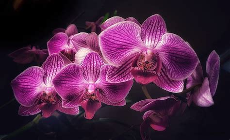 Hd Wallpaper Flowers Background Black Orchid Wallpaper Flare