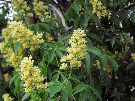 Maybe you would like to learn more about one of these? ISU Forestry Extension - Tree Identification: Ohio Buckey ...