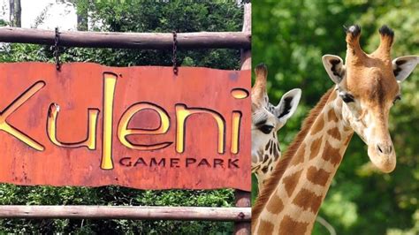 Giraffe Kills Toddler Critically Injures Mother At Luxury Game Park In