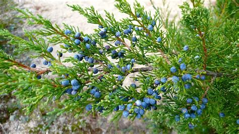 Eastern Red Cedar The Toughest Juniper There Is The Tree Center