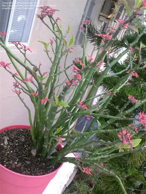 PlantFiles Pictures: Euphorbia, Variegated Devil's Backbone, Japanese
