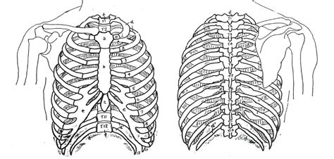 Anatomy And Physiology Thoracic Cage Diagram Diagram Quizlet