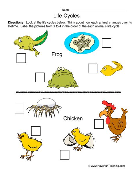Labeling Life Cycles Worksheet By Teach Simple