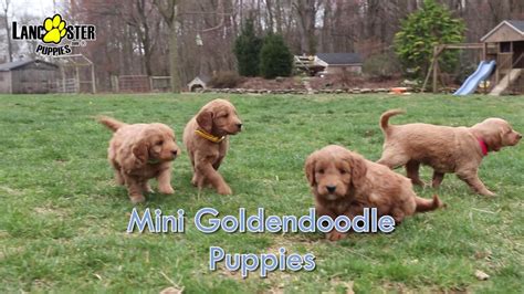 Mini f1 goldendoodle litter available 7.25.21: Mini Goldendoodle Puppies - YouTube