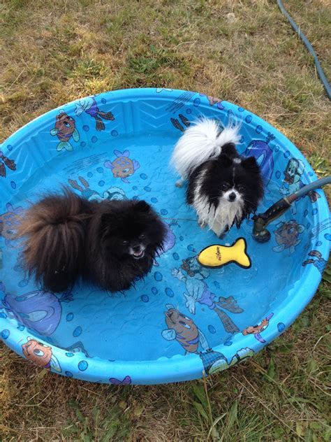 Keeping your pets cool on a hot day is key! | Pets, Pet ...